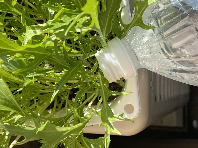 ペットボトルを使って容器の端から液肥水を補充します。